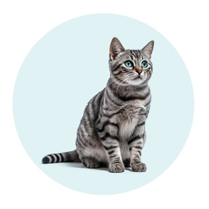 گربه از جمله اسباب بازی ها و تجهیزات مورد نیاز برای مراقبت از آن