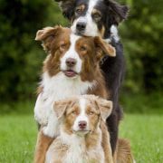 آموزش-نشستن-به-سگ