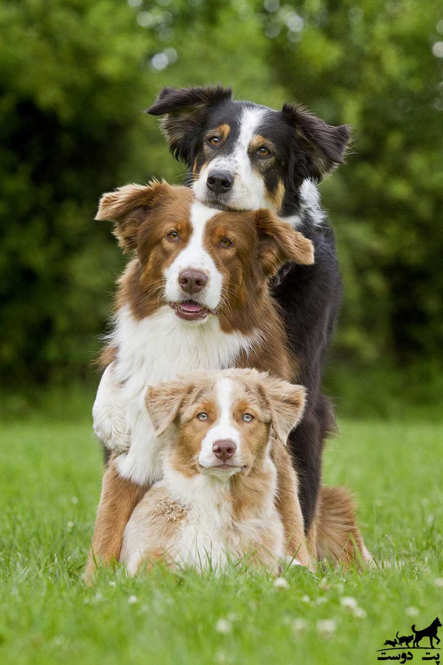 آموزش نشستن به سگ