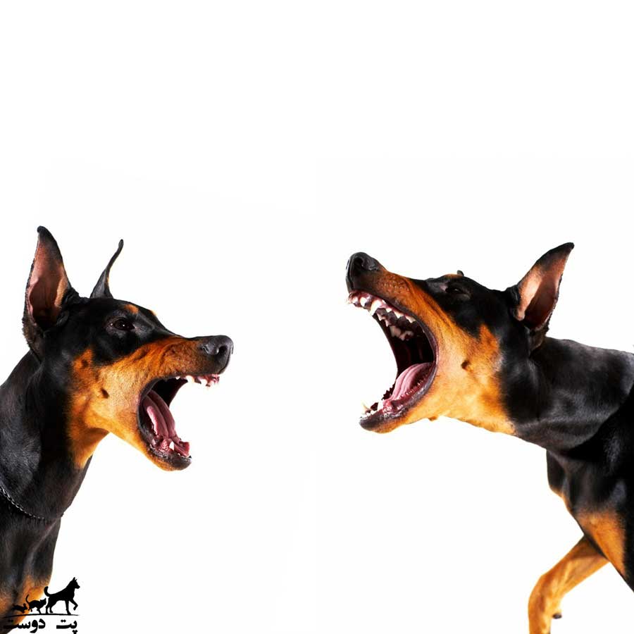 جلوگیری از پارس سگ