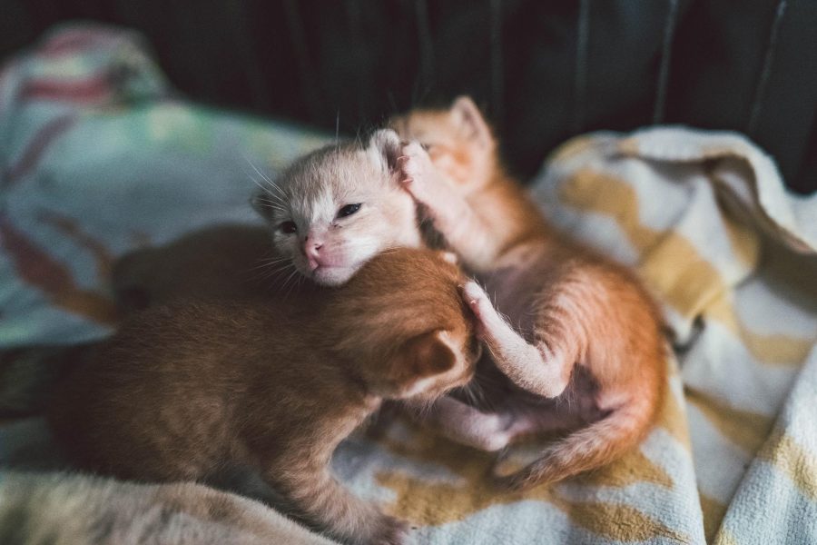 چشم بچه گربه چه زمانی باز می شود؟